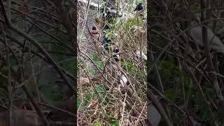 Large flock of mix species finches | Aviary Birds