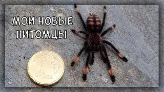 МОИ НОВЫЕ ПИТОМЦЫ | Пауки птицееды