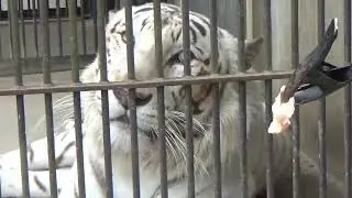 2023.6.18 宇都宮動物園☆ホワイトタイガーのアース王子とシラナミちゃんのガイド_01