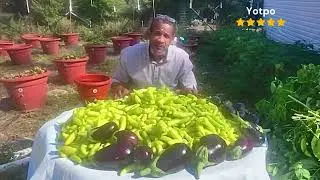 Grow 50 pounds of peppers without watering or touching the soil
