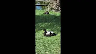 Eco- Parque Ex Zoológico de Bs As. Fauna Con Buena Convivencia.