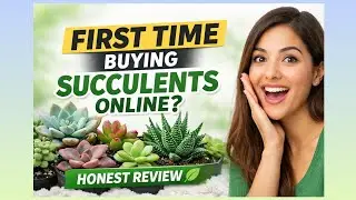 First Time Buying Succulent Plants Online | Honest Review & Real Experience
