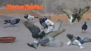 Pigeons fighting video _ Birds fighting video