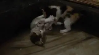 5 SMART CATS PLAYING SERIOUS,WATCH NOW.