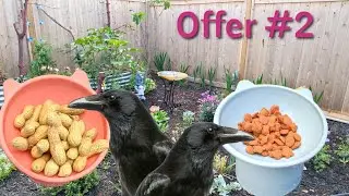 Taste Test: Kitty Treats VS Peanuts 🐦&zwj;⬛🐦&zwj;⬛