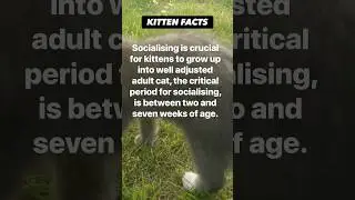 Kitten, playtime and socialising bonding and developing social skills. #Cats #Pets