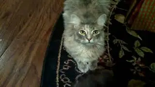 "This cat squeks" meme edition