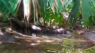 Amazon #Otter cousin! #EiraBarbara 🌀 #Panama  #Darien #Wounaan