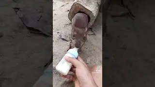 Paca de estima&ccedil;&atilde;o / recebido via app