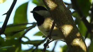 Carolina Chickadee (Poecile carolinensis) Timucuan Ecological and Historical Preserve