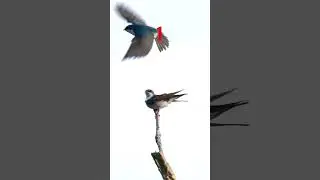 Tree Swallows Go BANG ..Three times a Charm Audio On ! #birds #wildlife #spring