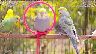 11 Hours of Non-Stop Cheerful Budgies! Enjoy the cutest moments of these playful parrots all day 🐦