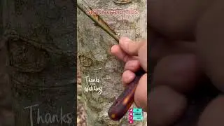 plant grafting pro  #plantgrafting  #fruit #graftingtechniques #garden
