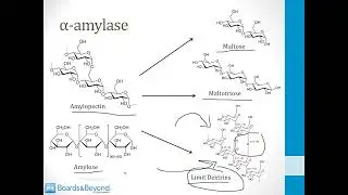 Gastroenterology   2  GI Physiology   5 Exocrine Pancreas atf