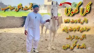 Nukry horse for sale | Chandi nukra horse for sale | Horse Mandi in Pakistan | Horse mandi Punjab