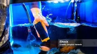 today i clean my fish tank and reveling how many fish i have