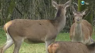 Herbeumont Ardennes and deer again