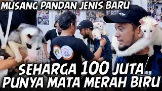 MUSANG WHITE MOZAIK UMUR 4 BULAN, HARGANYA UDAH BISA BIKIN JADI SULTAN