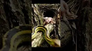 squirrel family squirrel family #catvideos #cartton #video3d#cat #dogs #dog #squirrel