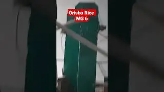 Orisha Rice MG 6