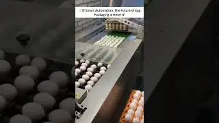 🥚🚀 Revolutionizing Efficiency: The Automated Egg Packaging Assembly Line! 🏭🤖
