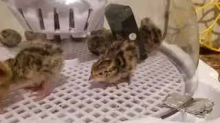 Babies quail hatched| From Incubator to Brooder