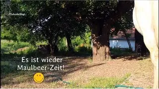 Maulbeer- Zeit - Obst f&uuml;r die Pferde