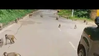 monkey group of walking