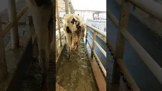 Post-Dip after milking | Hoof care #shorts #youtubeshorts #cows #viral