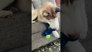 Happy husky playing with squeaky toy.