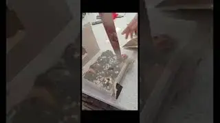 #saltedcaramelballsopening #pookingusingnife
