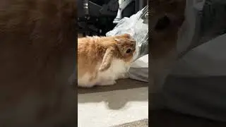 Highlight 0:00 - 1:39 from Bunny thief!