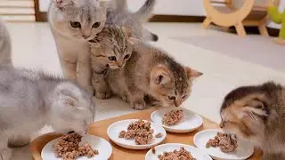 Было так приятно видеть, как старший брат-кот заботится о котятах.