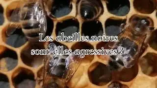 Agressives, les abeilles noires ? On d&eacute;m&ecirc;le le vrai du faux dans ce tuto apicole !