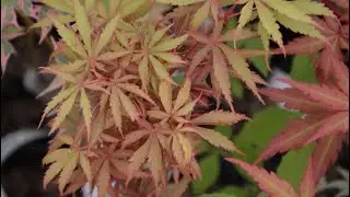 JERRE SCHWARTZ JAPANESE MAPLE