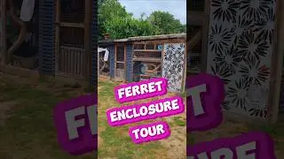 Latest ferret enclosure tour