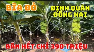 Cần bán mảnh vườn đang trồng chuối mô sổ sách pháp lý rỏ ràng giá bán hết đất chỉ 390 triệu 