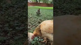 Chicken hugs... ❤️