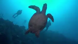 Hawksbill Turtle encounter with Ocean Frontiers dive shop