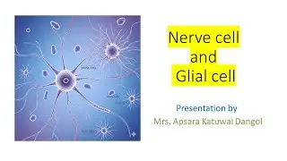 Nerve cell and Glial cell | Two important cell of Nervous System | Apsara Katuwal Dangol