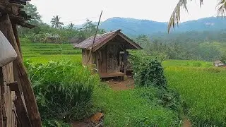 Suasana Pedesaan Terbaik Adalah Saat Hujan Turun⁉️ Sejuk Dan Indah Suasana Kampung Pasarean, Garut