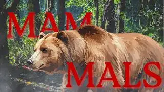 Animals: Mammals