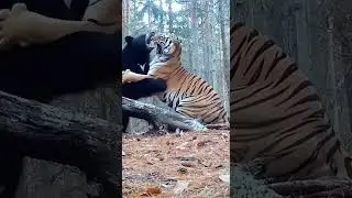 Tigers defend their cubs by fighting off predators #animals #wildlife #animalshorts