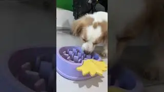 Полное видео ниже #ЩенячьеСчастье #ЩенячьяРадость #ЗамечательныеМоменты #ПушистоеСчастье #Щенячьи...