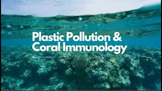 Plastic Pollution & Coral Immunology