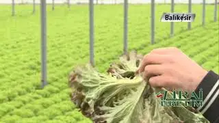 Zirai Üretim - Marul Yetiştiriciliği (Sera) 1.Kısım