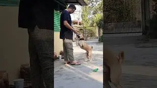 How Do I Train My Dog  #shorts #short #shortsfeed #shortvideo #dog #cute #leo #fun #training