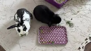 Rabbits eat fresh greens