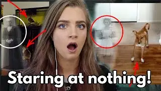 OUR PETS SEE GHOSTS!? 👻🐶🐱 | REACTING to Cats and Dogs That Saw Something Their Owners Couldn't See!