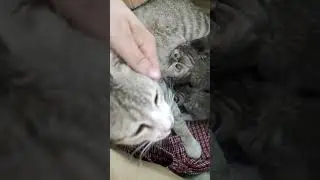 New Kittens